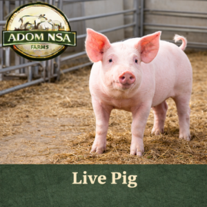 Live Pig (Per KG)